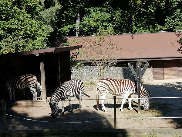 Wycieczka do ZOO - zdjęcie 11